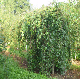                   Betula utilis Long Trunk  